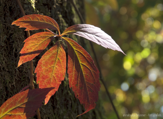 Herbst