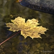 das Herbstblatt