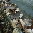 Herbst