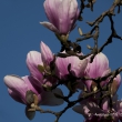 Magnolien