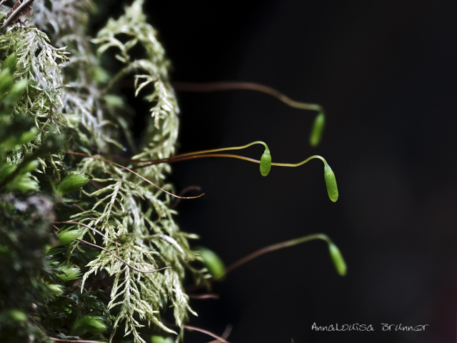 Microantennen im Moos
