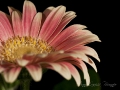Flower-Power