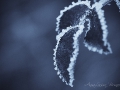 Frostkristalle