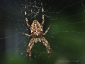 Kreuzspinne