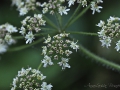 Wiesenschaumkraut