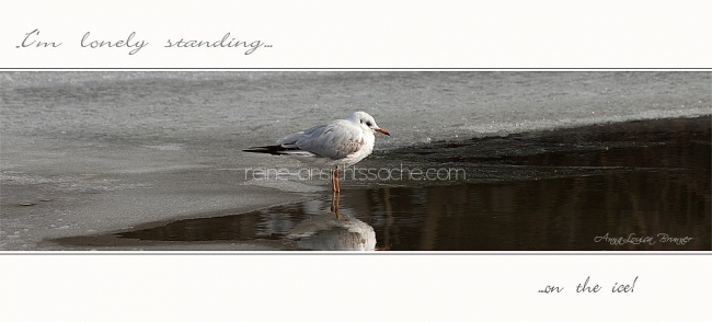 seagull on ice