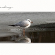 seagull on ice