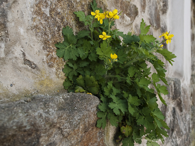 Mauerblümchen