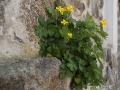Mauerblümchen