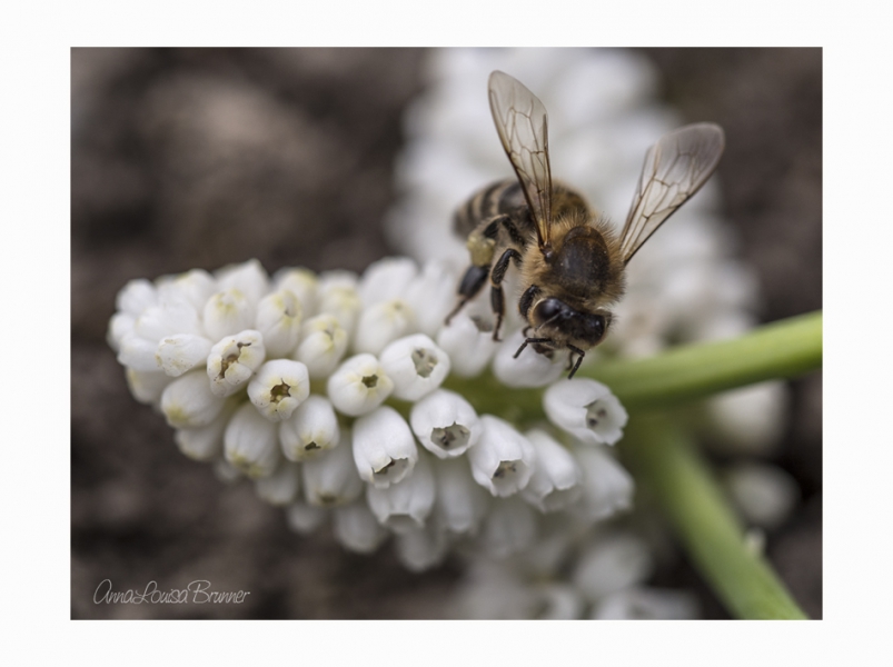 Bienchen Bienchen