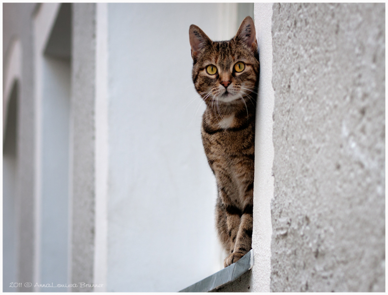 Fensterbrettmieze
