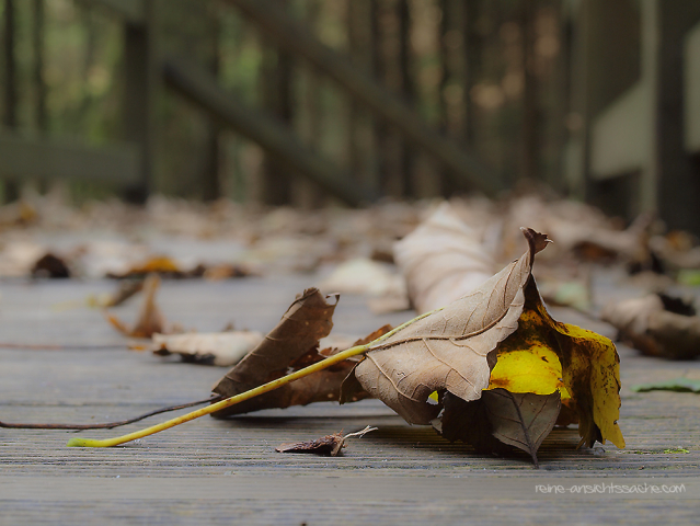 herbstblaetter