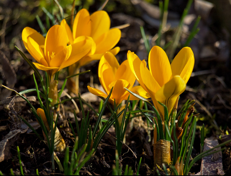 Krokusse