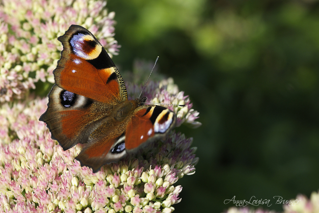 Flieg Schmetterling, flieg!