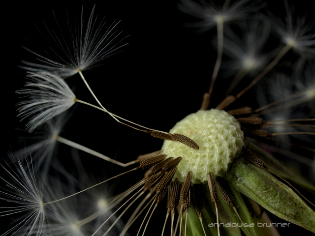 Pusteblume