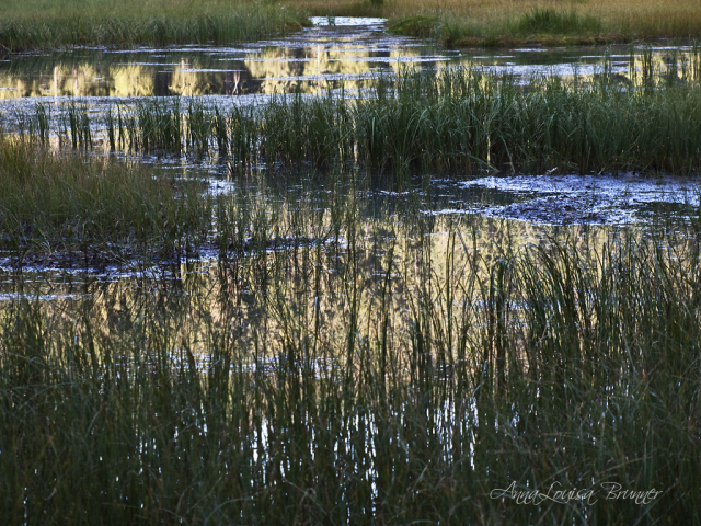 Lichtspiele im Moor