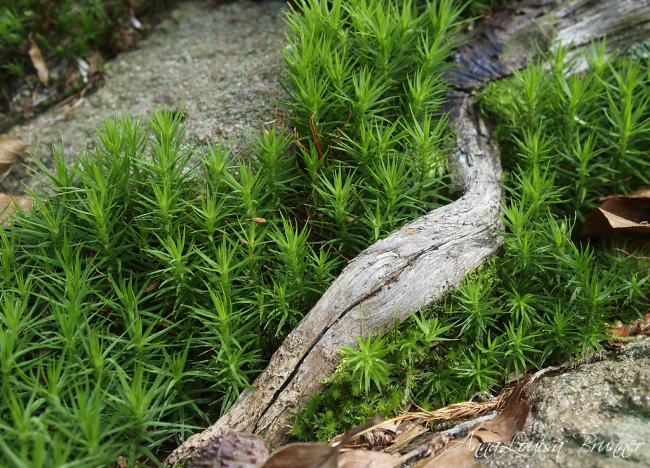 Stilleben am Waldboden