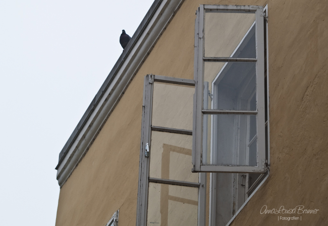 die Taube auf dem Dach