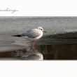 seagull on ice