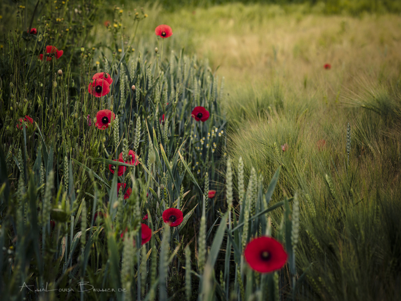 Mohn am Rande
