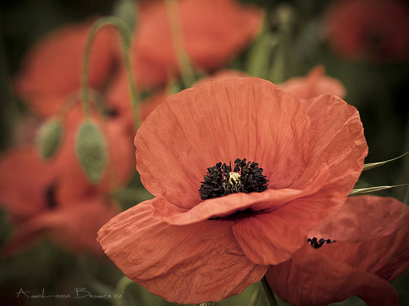 Mohn über Mohn
