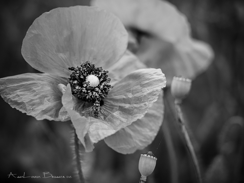 Mohn monochrom