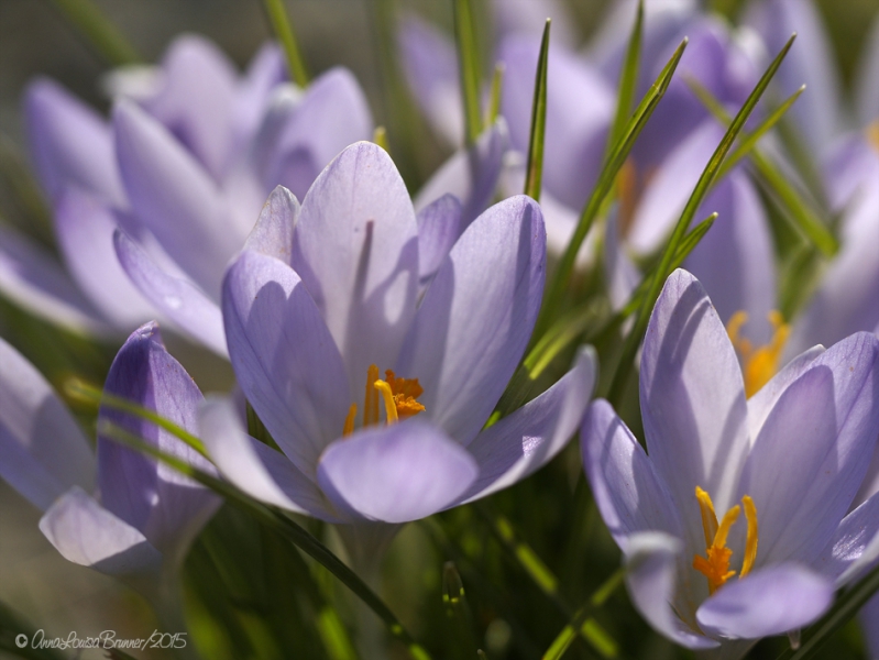 Krokus Krokus