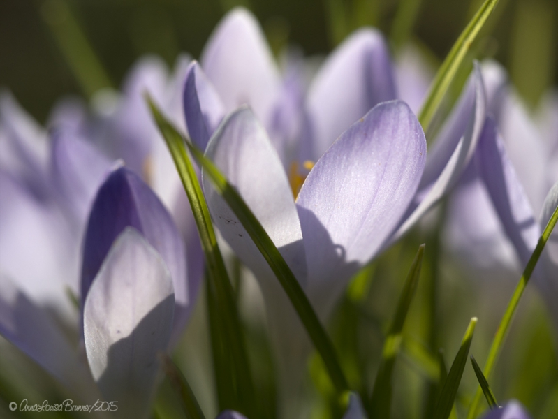 Krokus Krokus