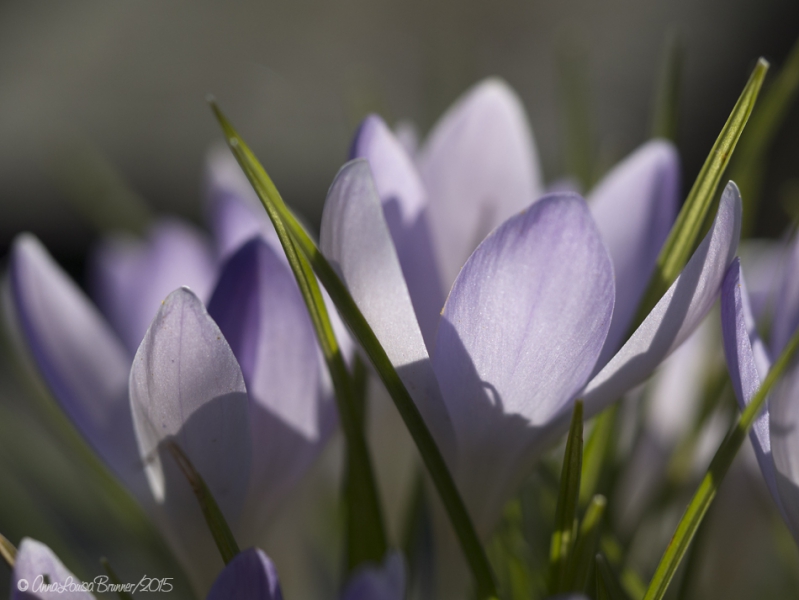 Krokus Krokus