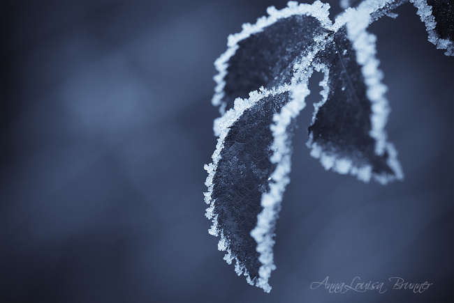 Frostkristalle