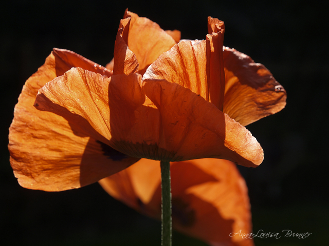 Mohnblüte