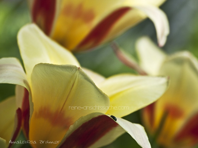 Tulpen