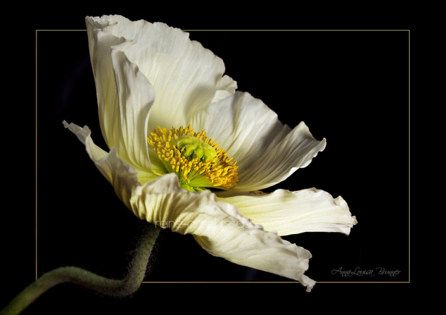 Mohnbluete im Rahmen